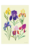 Irises Print