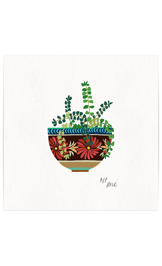 Oaxaca Plant