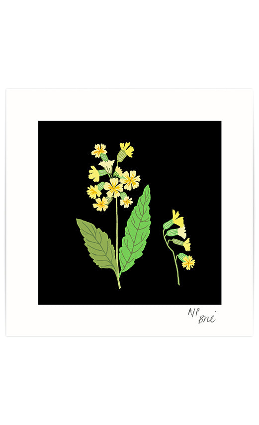 Oxlip Giclée Print in collaboration with the Suffolk Wildlife Trust